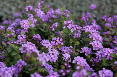 Bahçede mor ve pembe çiçekler