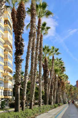 Sahilde palmiye ağaçları