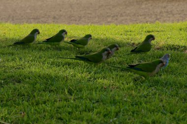 Papağanlar yazın yeşil çimenlikteki kuşları