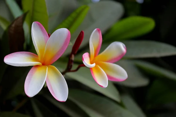 Frangipani Plumeria Kwiat Ogrodzie — Zdjęcie stockowe