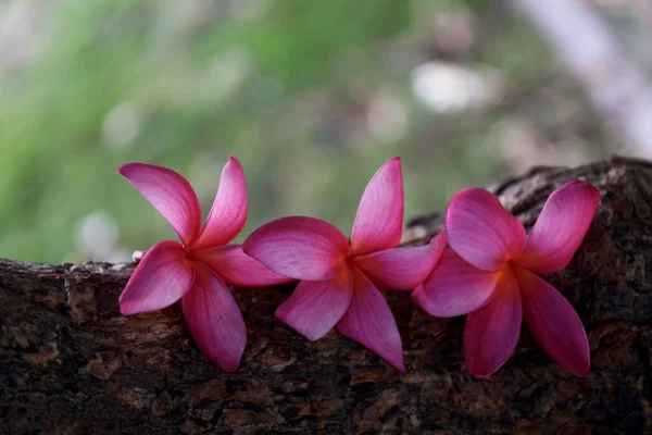 Flor Plumeria Frangipani Jardim — Fotografia de Stock