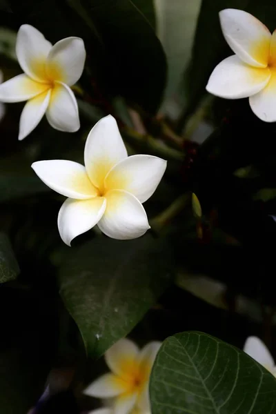 Frangipani Plumeria Kwiat Ogrodzie — Zdjęcie stockowe