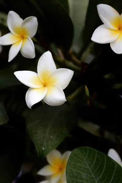 Frangipani Plumeria Çiçeği Bahçede — Stok fotoğraf