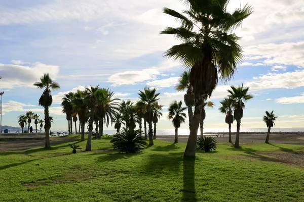 Palm Trees Beach — Stock Photo, Image