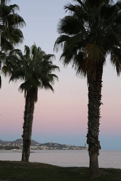 Palmbomen Roze Zonsondergang Aan Zee Een Zomeravond — Stockfoto