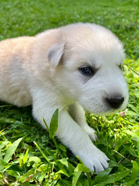 Cachorro Blanco Husky Una Hierba —  Fotos de Stock