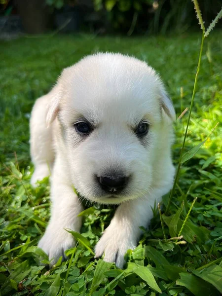 White Puppy Husky Grass — Stock Photo, Image