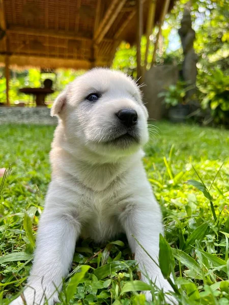 White Puppy Husky Grass — Stock Photo, Image