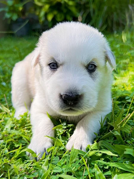 White Puppy Husky Grass — Stock Photo, Image