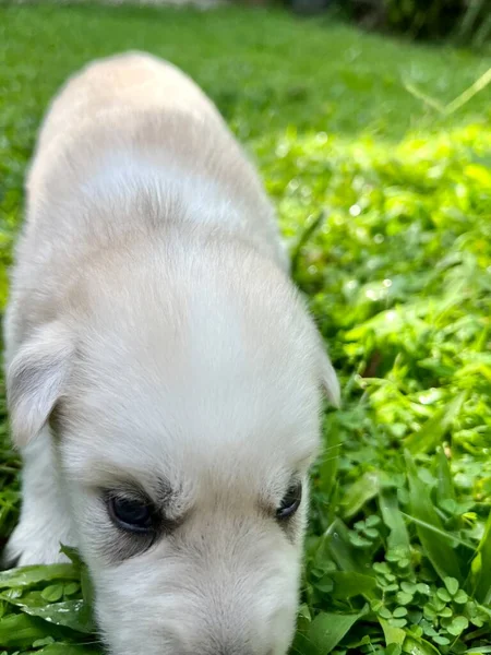 Cucciolo Bianco Husky Erba — Foto Stock