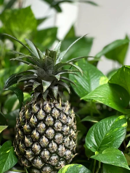 Ananas Groene Bladeren Tropische — Stockfoto