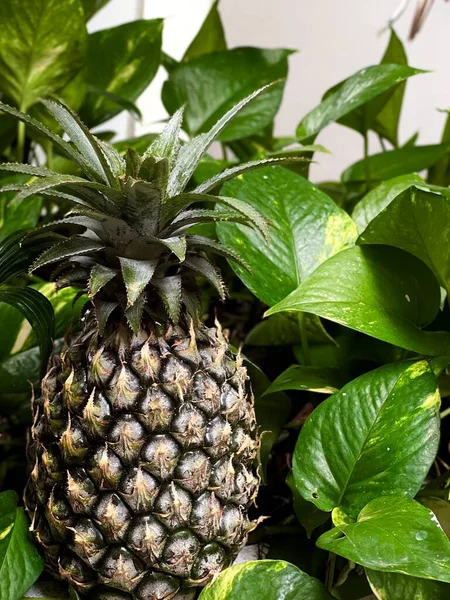 Ananas Groene Bladeren Tropische — Stockfoto