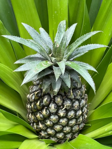 Ananas Dans Les Feuilles Vertes Sur Les Tropiques — Photo