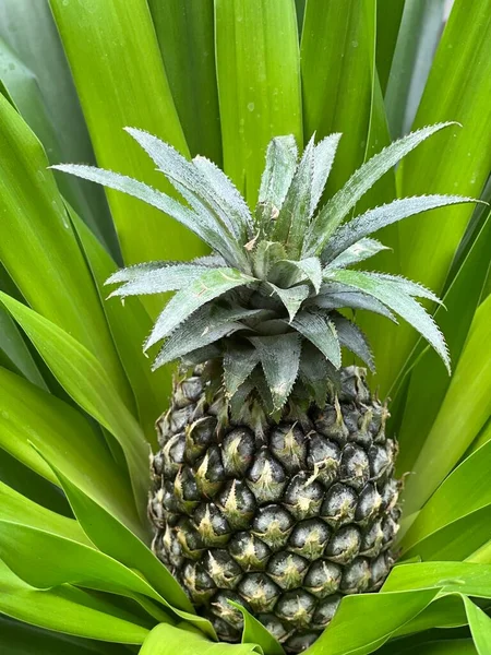 Ananas Dans Les Feuilles Vertes Sur Les Tropiques — Photo