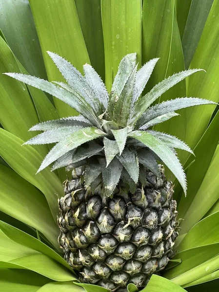 Ananas Dans Les Feuilles Vertes Sur Les Tropiques — Photo