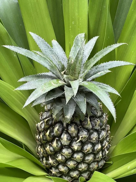 Ananas Groene Bladeren Tropische — Stockfoto