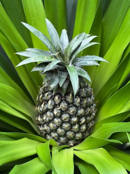 Ananas Dans Les Feuilles Vertes Sur Les Tropiques — Photo