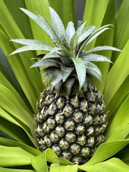 Ananas Dans Les Feuilles Vertes Sur Les Tropiques — Photo