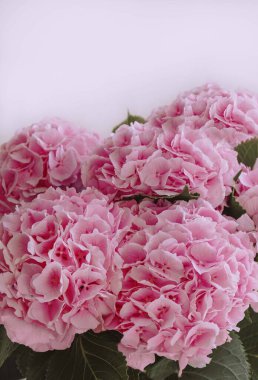 Vazodaki pembe çiçek ortancaları