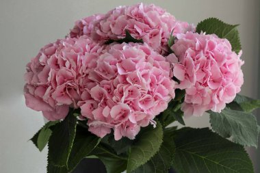 Vazodaki pembe çiçek ortancaları