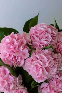 Vazodaki pembe çiçek ortancaları