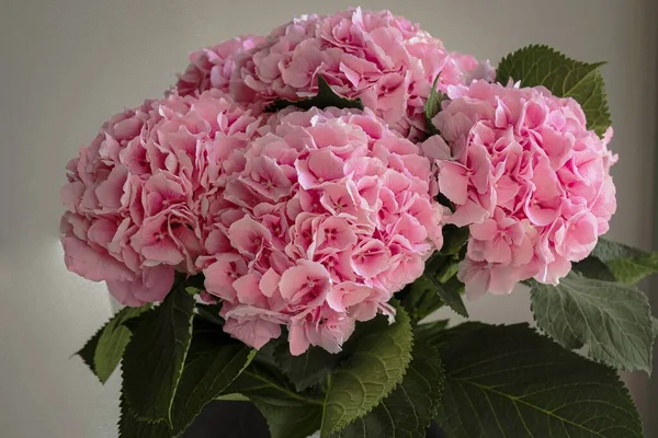 pink flower hydrangeas in a vase