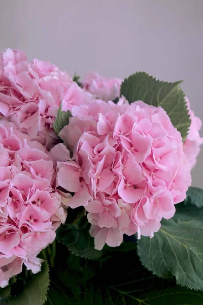 pink flower hydrangeas in a vase