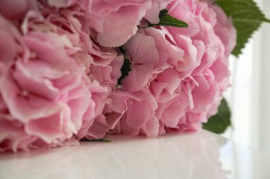 Arkaplan olarak pembe ortanca çiçeği