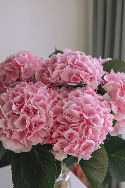 pink flower hydrangeas in a vase