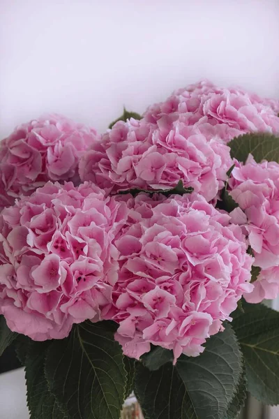 pink flower hydrangeas in a vase