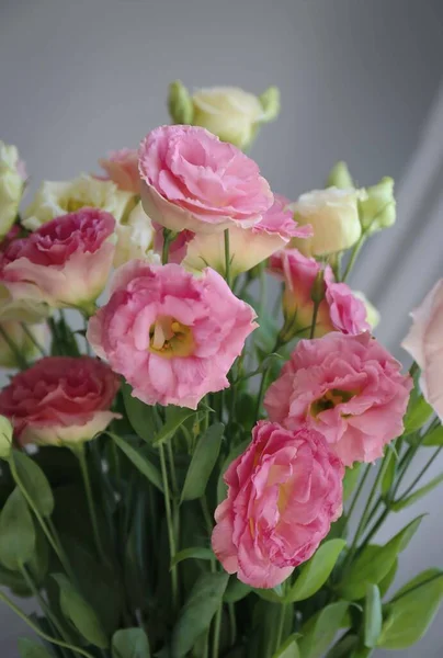 Розовые Цветы Розовый Фон — стоковое фото