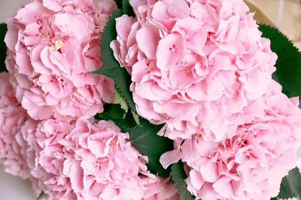 Pink Hydrangeas Flower Background — Zdjęcie stockowe