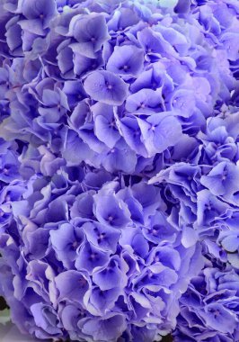 bouquet of violet hydrangeas as a background