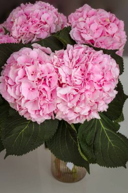 Masadaki vazoda duran pembe ortancalar.