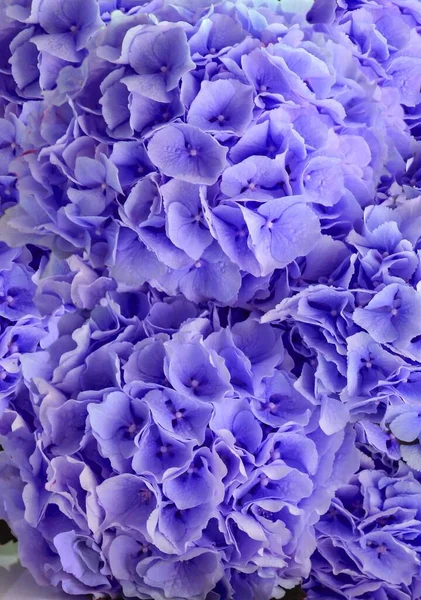 bouquet of violet hydrangeas as a background