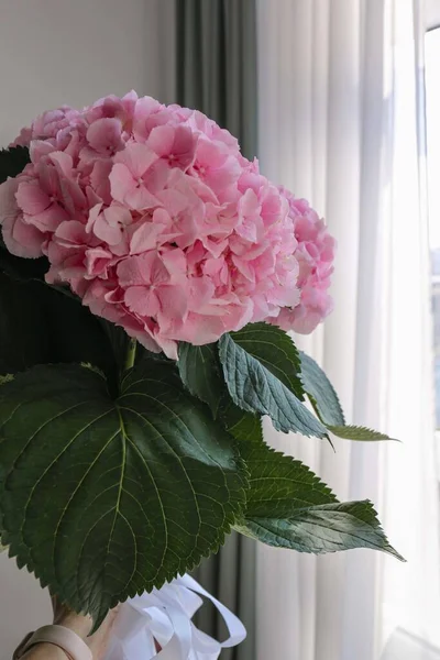 bouquet of pink hydrangeas  in the hand