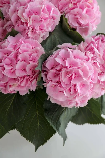 Букет Розовых Гортензий Вазе Столе — стоковое фото