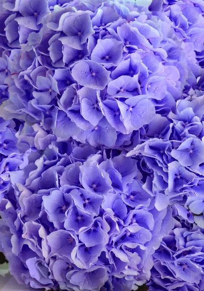 Bouquet Violet Hydrangeas Background Royaltyfria Stockbilder