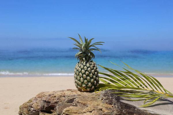 coconut and palm tree on the beach