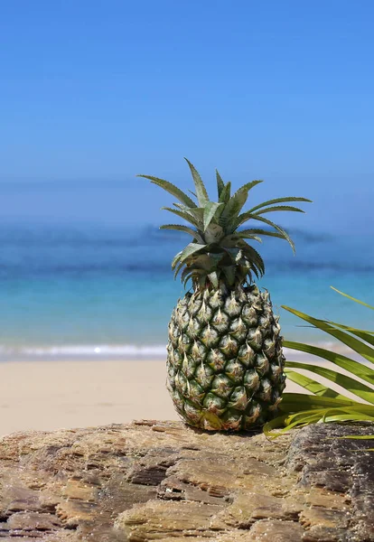 Kelapa Dan Pohon Palem Pantai — Stok Foto