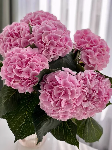 pink flower hydrangeas in a vase