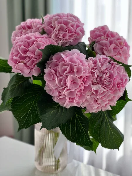 pink flower hydrangeas in a vase