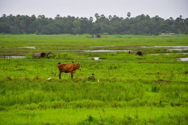 Tarım alanında otlayan bir Jersey ineği. Tarım Arazisi
