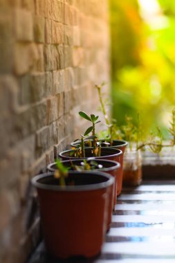 Tahta masadaki saksıda bitkiler, modern ev bitkileri.