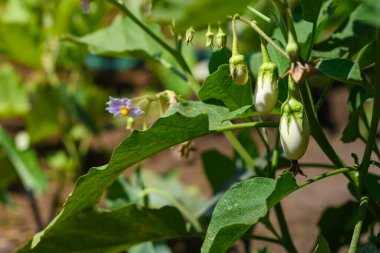 Yazın bahçede büyüyen beyaz patlıcan. Seçici odak.