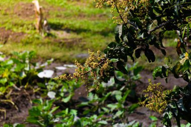 Çiçekli mango ağacı, mangifera indica, aile Anacardiaceae 'si, mızrak yapraklı Evergreen ağacı, panikli soluk sarı çiçekler ve çeşit çeşit reçel meyveleri, lezzetli tropikal meyveler