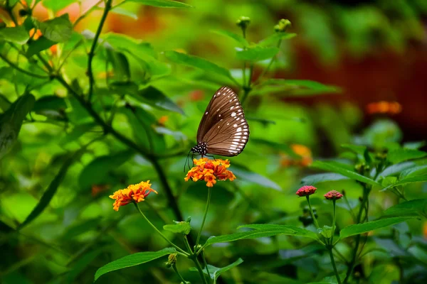 Close Shot Beautiful Crow Butterfly Euploea Core Feeding Flowers Garden — Stock Photo, Image