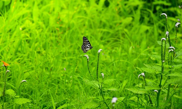 Blue Tiger Butterfly Flying Air Natural Background — Stock Photo, Image