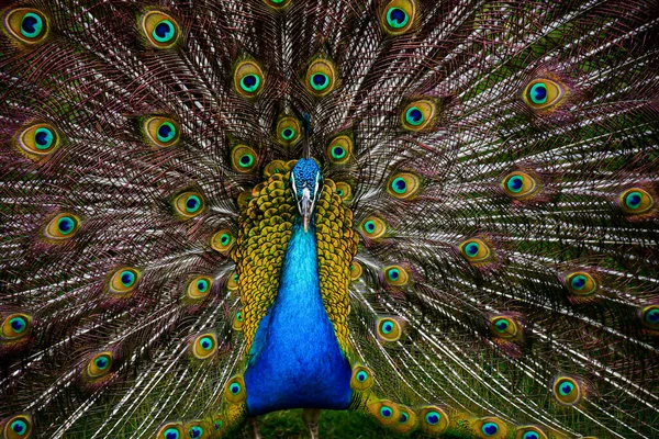 Güzel Renkli Bir Tavus Kuşuna Yaklaş Uzun Tüylerle Dolu Geniş — Stok fotoğraf