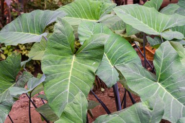 KOLOKASYA ESCULENTA, KONUŞAN BİRLİĞİ BİLGİLMİŞTİRİRİRİLDİ.